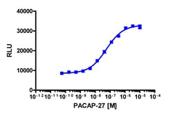 Eurofins Discoverx&nbsp;PathHunter ADCYAP1R1 Total Internalization U2OS Cell Line, 2 vials. (93-0885C3)