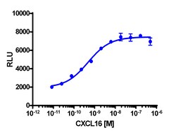 Eurofins Discoverx&nbsp;PathHunter eXpress CXCR6 Total Internalization Assay, 10pl Kit. (93-0886E3CP0L)