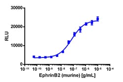Eurofins Discoverx&nbsp;PathHunter eXpress EphB1 Functional Assay, 2-Plate Kit. (93-0893E3CP16M)