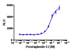 Eurofins Discoverx&nbsp;PathHunter BHK-21 rPTGER4 β-Arrestin Cell Line, 2 vials. (93-0908C16)
