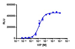 Eurofins Discoverx&nbsp;PathHunter CHO-K1 rVIPR1 β-Arrestin Cell Line, 2 vials. (93-0913C2)