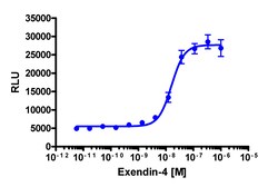 Eurofins Discoverx&nbsp;PathHunter CHO-K1 GLP1R β-Arrestin-1 Cell Line, 2 vials. (93-0914C2)