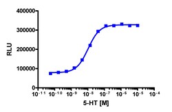 Eurofins Discoverx&nbsp;PathHunter U2OS rHTR2C β-Arrestin Cell Line, 2 vials. (93-0915C3)