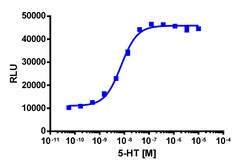 Eurofins Discoverx&nbsp;PathHunter eXpress rHTR2C U2OS β-Arrestin GPCR Assay, 10-Plate Kit. (93-0915E3RCP0L)