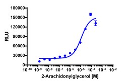 Eurofins Discoverx&nbsp;PathHunter CHO-K1 rCNR2 (CB2) β-Arrestin Cell Line, 2 vials. (93-0922C2)