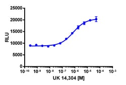 Eurofins Discoverx&nbsp;PathHunter ADRA2C Total Internalization U2OS Cell Line, 2 vials. (93-0923C3)