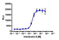 Eurofins Discoverx&nbsp;PathHunter CXCR2 (IL8RB) Activated GPCR Internalization U2OS Cell Line, 2 vials. (93-0934C3)