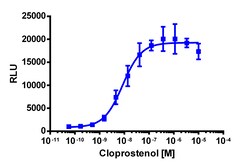 Eurofins Discoverx&nbsp;PathHunter U2OS PTGFR β-Arrestin Cell Line, 2 vials. (93-0936C3)