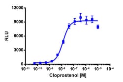 Eurofins Discoverx&nbsp;PathHunter eXpress PTGFR U2OS β-Arrestin GPCR Assay, 2-Plate Kit. (93-0936E3CP5M)