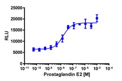 Eurofins Discoverx PathHunter U2OS PTGER1 β-Arrestin Cell Line, 2 vials.