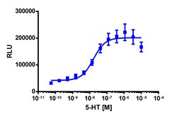 Eurofins Discoverx&nbsp;PathHunter eXpress HTR2C (VNV) U2OS β-Arrestin GPCR Assay, 10pl Kit. (93-0938E3CP19L)