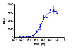 Eurofins Discoverx&nbsp;PathHunter eXpress MCHR1 U2OS β-Arrestin GPCR Assay, 10-Plate Kit. (93-0940E3CP5L)