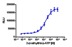 Eurofins Discoverx&nbsp;PathHunter U2OS P2RY1 β-Arrestin Cell Line, 2 vials. (93-0941C3)