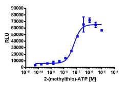 Eurofins Discoverx PathHunter eXpress P2RY1 U2OS β-Arrestin GPCR Assay,