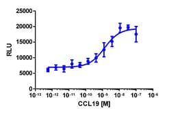 Eurofins Discoverx&nbsp;PathHunter CHO-K1 CCRL1 β-Arrestin Cell Line, 2 vials. (93-0946C2)