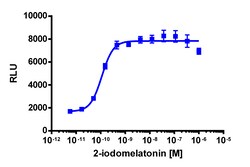 Eurofins Discoverx&nbsp;PathHunter eXpress MTNR1A CHO-K1 β-Arrestin GPCR Assay, 10-Plate Kit. (93-0951E2CP2L)