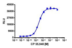 Eurofins Discoverx PathHunter eXpress CNR1 CHO-K1 β-Arrestin GPCR Assay,