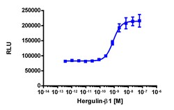 Eurofins Discoverx&nbsp;PathHunter eXpress ErbB2/ErbB4 Dimerization Assay, 10pl Kit. (93-0960E3CP5L)