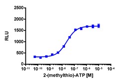 Eurofins Discoverx&nbsp;PathHunter eXpress P2RY1 Activated GPCR Internalization Assay, 2pl Kit. (93-0967E3CP0M)