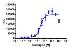 Eurofins Discoverx&nbsp;PathHunter CHO-K1 mGCGR β-Arrestin-1 Cell Line, 2 vials. (93-0973C2)