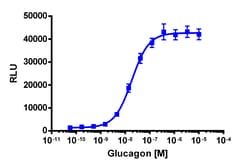 Eurofins Discoverx&nbsp;PathHunter eXpress mGCGR CHO-K1 β-Arrestin-1 GPCR Assay, 10pl Kit. (93-0973E2MCP2L)