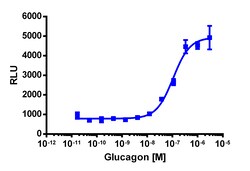 Eurofins Discoverx PathHunter CHO-K1 GCGR β-Arrestin-1 Cell Line, 2 vials.