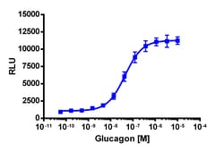 Eurofins Discoverx&nbsp;PathHunter eXpress GCGR CHO-K1 β-Arrestin-1 GPCR Assay, 10-Plate Kit. (93-0979E2CP2L)