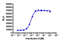 Eurofins Discoverx&nbsp;PathHunter eXpress cyno CXCR2 HEK 293 β-Arrestin GPCR Assay, 10pl Kit. (93-0981E1CCP0L)