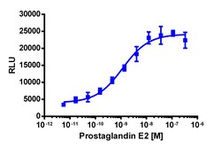 Eurofins Discoverx PathHunter DLD1 mPTGER4 β-Arrestin Cell Line, 2 vials.