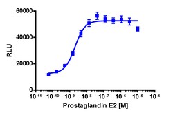 Eurofins Discoverx&nbsp;PathHunter eXpress mPTGER4 DLD1 β-Arrestin GPCR Assay, 10-Plate Kit. (93-0982E13MCP25L)