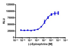 Eurofins Discoverx PathHunter HEK 293 ADRA1D β-Arrestin Cell line, 2 vials.