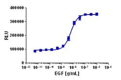 Eurofins Discoverx&nbsp;PathHunter U2OS EGFR/EGFR Dimerization Cell Line, 2 vials. (93-0989C3)