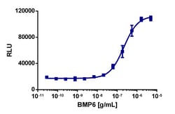 Eurofins Discoverx&nbsp;PathHunter U2OS BMPR1B/ACVR2A Dimerization Cell Line, 2 vials. (93-1010C3)