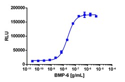 Eurofins Discoverx&nbsp;PathHunter eXpress BMPR1B/ACVR2A Dimerization Assay, 10pl Kit. (93-1010E3CP0L)