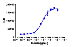 Eurofins Discoverx&nbsp;PathHunter eXpress cINSRa Functional Assay, 2-Plate Kit. (93-1016E3CP16M)