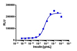 Eurofins Discoverx&nbsp;PathHunter eXpress cINSRb Functional Assay, 2-Plate Kit. (93-1018E3CP16M)