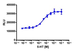 Eurofins Discoverx&nbsp;PathHunter U2OS HTR1E β-Arrestin Cell Line, 2 vials. (93-1030C3)