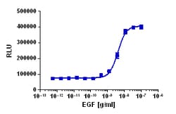 Eurofins Discoverx PathHunter U2OS EGFR/ErbB2 Dimerization Cell Line, 2