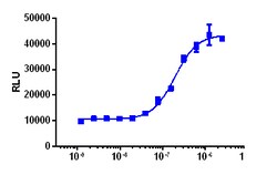 Eurofins Discoverx&nbsp;PathHunter U2OS BMPR1B/ACVR2B Dimerization Cell Line, 2 vials. (93-1052C3)