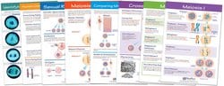 NewPath Learning™ Meiosis Bulletin Board Chart Set of 8