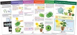 NewPath Learning™ Photosynthesis and Respiration Bulletin Board Chart Set of 6