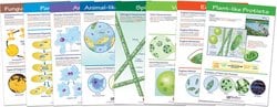 NewPath Learning™ Protists: Pond Microlife Bulletin Board Set of 8