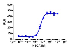 Eurofins Discoverx cAMP Hunter CHO-K1 ADORA2B Gs Cell Line, 2 vials. (95-0041C2),