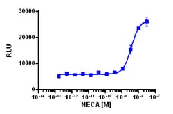 Eurofins Discoverx&nbsp;cAMP Hunter eXpress ADORA2B CHO-K1 GPCR Assay, 10-Plate Kit. (95-0041E2CP2L)