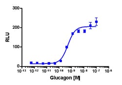 Eurofins Discoverx cAMP Hunter CHO-K1 GCGR Gs Cell Line, 2 vials. (95-0042C2),