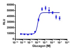 Eurofins Discoverx&nbsp;cAMP Hunter eXpress GCGR CHO-K1 GPCR Assay, 10-Plate Kit. (95-0042E2CP2L)