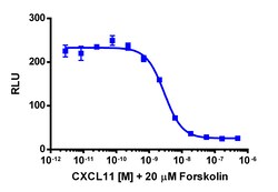 Eurofins Discoverx cAMP Hunter CHO-K1 CXCR3 Gi Cell Line, 2 vials. (95-0054C2),