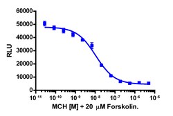 Eurofins Discoverx cAMP Hunter eXpress MCHR1 CHO-K1 GPCR Assay, 10-Plate