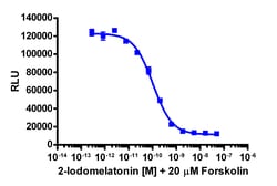 Eurofins Discoverx&nbsp;cAMP Hunter eXpress MTNR1B CHO-K1 GPCR Assay, 2-Plate Kit. (95-0056E2CP2M)
