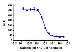Eurofins Discoverx cAMP Hunter CHO-K1 GALR1 Gi Cell Line, 2 vials. (95-0058C2),
